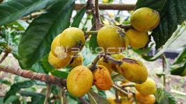 비파, 비파열매, 비파나무, 과일, 식물, 사진,이미지,일러스트,캘리그라피 - phototo73작가 크라우드픽 - 저작권 걱정 없는 상업용 이미지