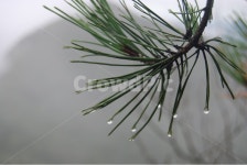 구병산, 보은군, 야생화, 나무, 이슬, 사진,이미지,일러스트,캘리그라피 - 김창래작가 크라우드픽 - 저작권 걱정 없는 상업용 이미지