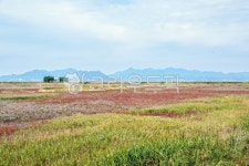 갯벌식물원, 고창갯벌식물원, 람사르습지, 식물, 해초, 사진,이미지,일러스트,캘리그라피 - cstrike작가 크라우드픽 - 저작권 걱정 없는 상업용... 