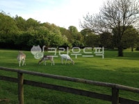 농장, 초원, 사슴, 숲, 잔듸, 사진,이미지,일러스트,캘리그라피 - riverofcloud작가 크라우드픽 - 저작권 걱정 없는 상업용 이미지