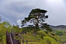 지리산, 뱀사골, 천년송, 소나무, 와운마을, 사진,이미지,일러스트,캘리그라피 - 깨비선생작가 크라우드픽 - 저작권 걱정 없는 상업용 이미지