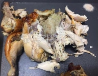 전기구이통닭, 찹쌀옛날통닭, 찹쌀들어간통닭, 초복, 중복, 사진,이미지,일러스트,캘리그라피 - 먹방작가 크라우드픽 - 저작권 걱정 없는 상업용... 
