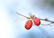 산수유, 열매, 가지, 식물, 과일, 사진,이미지,일러스트,캘리그라피 - hong0319작가 크라우드픽 - 저작권 걱정 없는 상업용 이미지