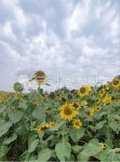 꽃, 해바라기, flower, sunflower, 꽃잎, 사진,이미지,일러스트,캘리그라피 - 나현햇살작가 크라우드픽 - 저작권 걱정 없는 상업용 이미지