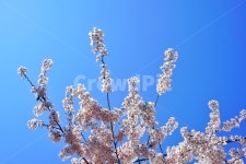 plant, 식물, blossom, 꽃, flower, 사진,이미지,일러스트,캘리그라피 - 늘늘늘작가 크라우드픽 - 저작권 걱정 없는 상업용 이미지