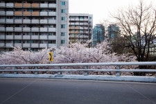 아파트, 벗꽃, 도로변나무, 고가도로, 고가입체교차로, 사진,이미지,일러스트,캘리그라피 - 리미트엑스작가 크라우드픽 - 저작권 걱정 없는 상업용... 