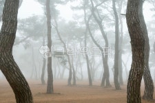 소나무, 수나무숲, 춘천, 지내리솔밭, pine, 사진,이미지,일러스트,캘리그라피 - 마퉁이작가 크라우드픽 - 저작권 걱정 없는 상업용 이미지