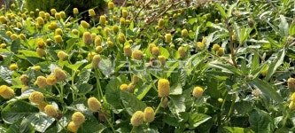 plant, 식물, 꽃, 노란, 노란꽃, 사진,이미지,일러스트,캘리그라피 - 자이리톨작가 크라우드픽 - 저작권 걱정 없는 상업용 이미지