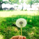 민들레, 민들레씨, 자연, 풍경, 평화, 사진,이미지,일러스트,캘리그라피 - 여행아리작가 크라우드픽 - 저작권 걱정 없는 상업용 이미지