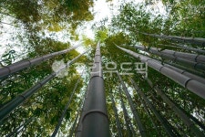 대나무, bamboo, bamboogrove, 대나무숲, 식물, 사진,이미지,일러스트,캘리그라피 - Ngksdjfqurthd작가 크라우드픽 - 저작권 걱정 없는... 