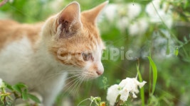 고양이, 냥이, 꽃, 봄, 나들이, 사진,이미지,일러스트,캘리그라피 - PeterSon작가 크라우드픽 - 저작권 걱정 없는 상업용 이미지