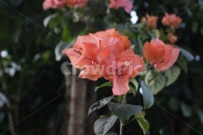 blossom, geranium, 제라늄, flower, 꽃, 사진,이미지,일러스트,캘리그라피 - jamong99작가 크라우드픽 - 저작권 걱정 없는 상업용 이미지