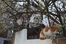 길고양이, 길냥이, 고양이, 동물, 마을냥이, 사진,이미지,일러스트,캘리그라피 - 히리미작가 크라우드픽 - 저작권 걱정 없는 상업용 이미지
