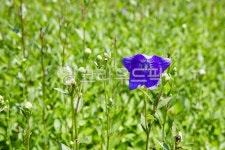 도라지, 도라지농장, 약초, 도라지밭, 도라지꽃, 사진,이미지,일러스트,캘리그라피 - 포토비작가 크라우드픽 - 저작권 걱정 없는 상업용 이미지