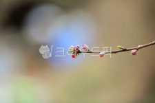 봄꽃, 꽃봉오리, 꽃봉우리, 봄소식, 봄, 사진,이미지,일러스트,캘리그라피 - fresh air작가 크라우드픽 - 저작권 걱정 없는 상업용 이미지