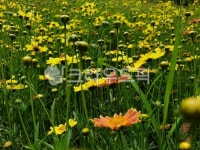 자연, 꽃, flower, field, 들, 사진,이미지,일러스트,캘리그라피 - parkers96작가 크라우드픽 - 저작권 걱정 없는 상업용 이미지