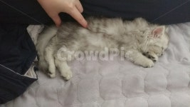 고양이, 먼치킨, 페르시안, 자는고양이, 하얀고양이, 사진,이미지,일러스트,캘리그라피 - 생크림작가 크라우드픽 - 저작권 걱정 없는 상업용 이미지