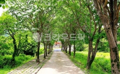 나무, 자연, 이팝나무, 길, 시골, 사진,이미지,일러스트,캘리그라피 - 가는세월작가 크라우드픽 - 저작권 걱정 없는 상업용 이미지