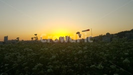 메밀꽃, 한강, 서울, 꽃밭, 석양, 사진,이미지,일러스트,캘리그라피 - Seicell작가 크라우드픽 - 저작권 걱정 없는 상업용 이미지