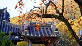 선운사, 고창, 가을, 감나무, 단풍, 사진,이미지,일러스트,캘리그라피 - i5874작가 크라우드픽 - 저작권 걱정 없는 상업용 이미지