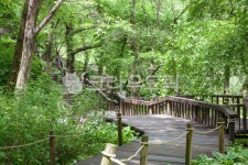 풍경, 식물, 산책길, 공원, 생태공원, 사진,이미지,일러스트,캘리그라피 - 포타도작가 크라우드픽 - 저작권 걱정 없는 상업용 이미지