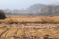 농촌, 논, 가을, 농사, 경주, 사진,이미지,일러스트,캘리그라피 - H2080작가 크라우드픽 - 저작권 걱정 없는 상업용 이미지