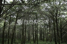 비자나무숲, 자연, 식물, 나무, 비자나무, 사진,이미지,일러스트,캘리그라피 - 양철북작가 크라우드픽 - 저작권 걱정 없는 상업용 이미지