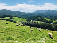 목장, 양, 푸른초원, 풍경, 산, 사진,이미지,일러스트,캘리그라피 - Nskdmlclsrn98작가 크라우드픽 - 저작권 걱정 없는 상업용 이미지