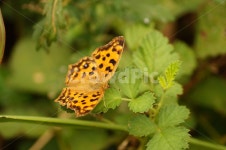 나비, 곤충, 호접, 접사, 자연, 사진,이미지,일러스트,캘리그라피 - 게으른 농부작가 크라우드픽 - 저작권 걱정 없는 상업용 이미지