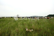 들녘, 목장, 소떼, 강아지, 여물, 사진,이미지,일러스트,캘리그라피 - 접속작가 크라우드픽 - 저작권 걱정 없는 상업용 이미지