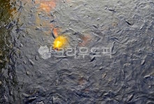 잉어, 물고기, 연못, 물반고기반, 어류, 사진,이미지,일러스트,캘리그라피 - Deep bLUE작가 크라우드픽 - 저작권 걱정 없는 상업용 이미지