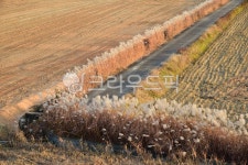 갈대, 길, 농로, 갈대길, 억새길, 사진,이미지,일러스트,캘리그라피 - 해피스챤작가 크라우드픽 - 저작권 걱정 없는 상업용 이미지