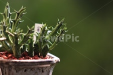 plant, 식물, 흑룡각, 다육식물, 화분, 사진,이미지,일러스트,캘리그라피 - Lilya작가 크라우드픽 - 저작권 걱정 없는 상업용 이미지