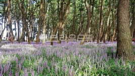 맥문동, 장항송림, 송림해수욕장, 장항송림맥문동, 식물, 사진,이미지,일러스트,캘리그라피 - 나팔부는소년작가 크라우드픽 - 저작권 걱정 없는... 