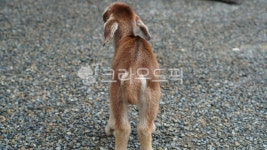 아기염소, 새끼염소, 동물, 목장, 귀여움, 사진,이미지,일러스트,캘리그라피 - 브레인스튜디오작가 크라우드픽 - 저작권 걱정 없는 상업용 이미지