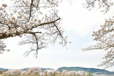 경주, 경주벚꽃, 벚꽃, 벚꽃축제, 보문호반길, 사진,이미지,일러스트,캘리그라피 - 나쁜늑대작가 크라우드픽 - 저작권 걱정 없는 상업용 이미지