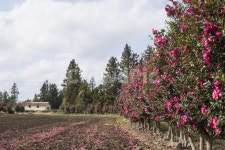 동백꽃, 동백나무, 동백, 꽃, 카멜리아, 사진,이미지,일러스트,캘리그라피 - natsu u작가 크라우드픽 - 저작권 걱정 없는 상업용 이미지