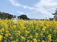 유채꽃, rapeflower, 들, 식물, plant, 사진,이미지,일러스트,캘리그라피 - Nxjacnx11작가 크라우드픽 - 저작권 걱정 없는 상업용 이미지