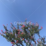 꽃, 봄, 나무, 날씨, 하늘, 사진,이미지,일러스트,캘리그라피 - Nmdn51작가 크라우드픽 - 저작권 걱정 없는 상업용 이미지