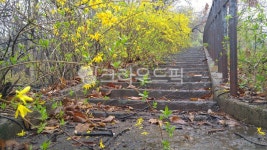 계단, path, 길, 개나리, forsythia, 사진,이미지,일러스트,캘리그라피 - walkingway작가 크라우드픽 - 저작권 걱정 없는 상업용 이미지