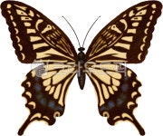 곤충, 나비, 나방, 벌레, bug, 사진,이미지,일러스트,캘리그라피 - 트리안작가 크라우드픽 - 저작권 걱정 없는 상업용 이미지