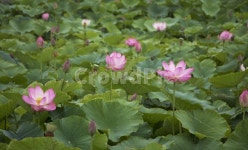 연꽃, 연, 연잎, 수련, 꽃, 사진,이미지,일러스트,캘리그라피 - 자몽 디자인작가 크라우드픽 - 저작권 걱정 없는 상업용 이미지