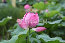 연꽃, 수생식물, 꽃, 꽃잎, 식물, 사진,이미지,일러스트,캘리그라피 - 함께사는세상작가 크라우드픽 - 저작권 걱정 없는 상업용 이미지