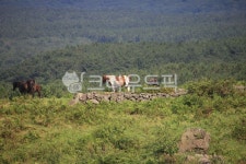 말, 목장, 제주, 돌담, 목초지, 사진,이미지,일러스트,캘리그라피 - Star Lover작가 크라우드픽 - 저작권 걱정 없는 상업용 이미지