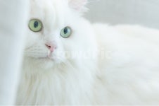 고양이, 반려동물, 동물, 고양이눈, 하얀털, 사진,이미지,일러스트,캘리그라피 - 오늘도맑음작가 크라우드픽 - 저작권 걱정 없는 상업용 이미지