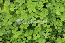 토끼풀, 크로바, 클로버, 식물, 자연, 사진,이미지,일러스트,캘리그라피 - 청랑작가 크라우드픽 - 저작권 걱정 없는 상업용 이미지