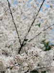 벚꽃, cherryblossom, 봄, 벚꽃나무, 꽃, 사진,이미지,일러스트,캘리그라피 - 귤까시네작가 크라우드픽 - 저작권 걱정 없는 상업용 이미지
