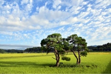 소나무, redpine, 부부송, 임한리, 평사리, 사진,이미지,일러스트,캘리그라피 - 일출작가 크라우드픽 - 저작권 걱정 없는 상업용 이미지