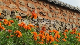 꽃, flower, 자연, nature, 나비, 사진,이미지,일러스트,캘리그라피 - 은바다작가 크라우드픽 - 저작권 걱정 없는 상업용 이미지