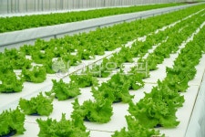 샐러드, 채소, 야채, 유러피안샐러드, 유러피안채소, 사진,이미지,일러스트,캘리그라피 - MOTT작가 크라우드픽 - 저작권 걱정 없는 상업용 이미지